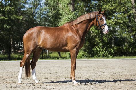 Warmblood sales.com - Outstanding Dressage Showstopper by Helgstrands Veto ( Vitalis x Sir Donnerhall - De Niro - Rubinstein ). His Mother is Halfsister to Hiltop Farm based Sire SIR REAL !